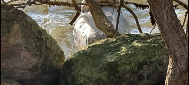 Hallan manatí muerto a orillas del Boulevard Bahía de Chetumal