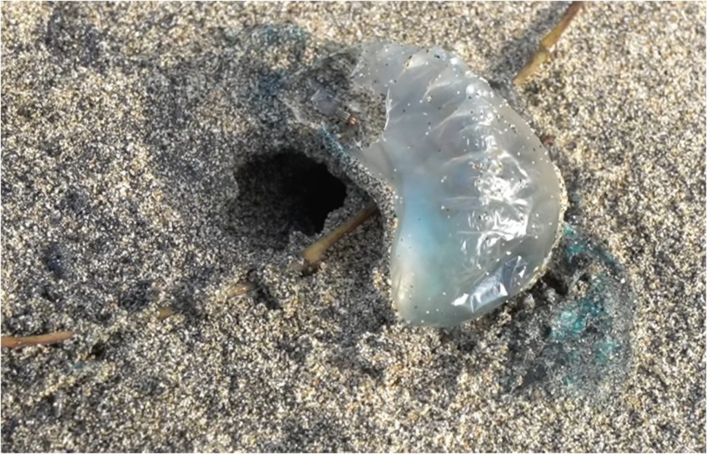 Tabasco: Alertan presencia de medusa Carabela Portuguesa, altamente venenosa, en Paraíso