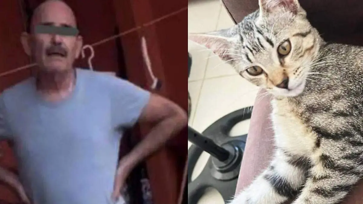 Dan prisión preventiva a agresor de la gatita Julien