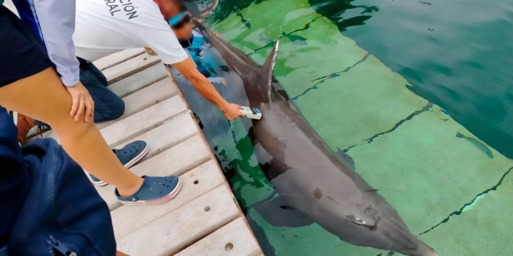 Ambientalistas exigen a Sheinbaum cierre de delfinarios en Quintana Roo