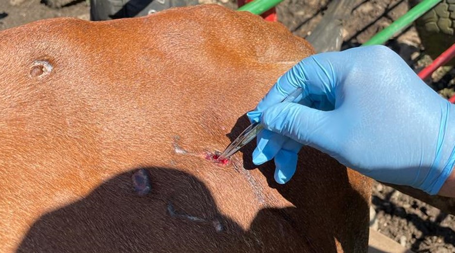 Alerta en el campo de Tabasco por gusano barrenador