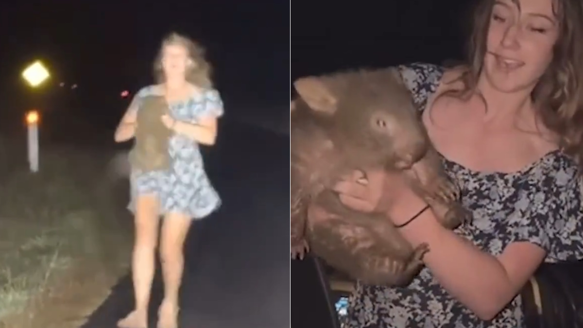 Influencer estadounidense desata indignación en Australia por capturar un wombat bebé