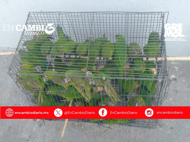 Aseguran 30 Periquitos Azteca en Tabasco