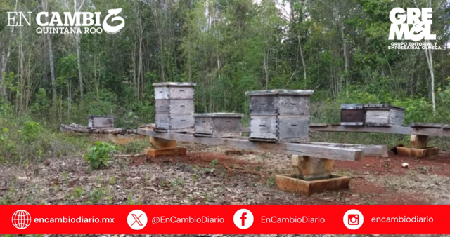 Esperan apicultores el repunte del precio de miel en José María Morelos