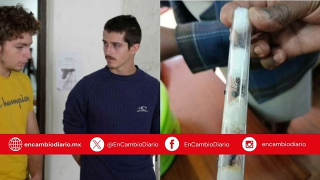 Jóvenes belgas serán sentenciados en Kenia por posesión ilegal de miles de hormigas exóticas