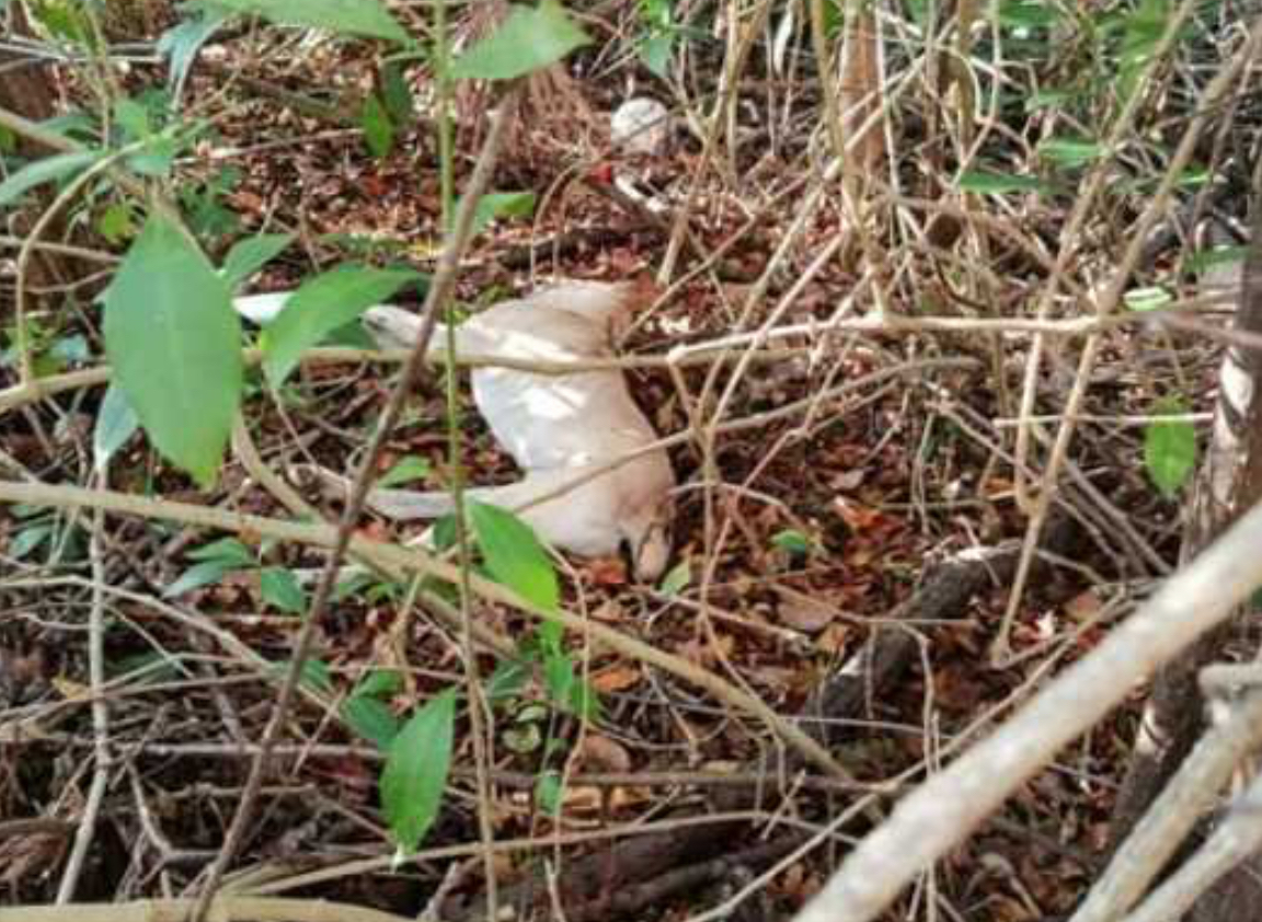 Mueren envenenados varios perros dentro de la Universidad del Caribe; estudiantes exigen justicia