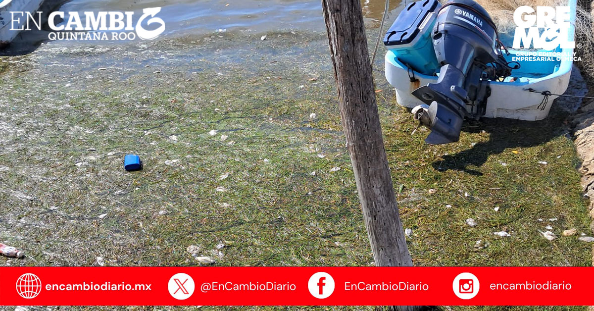 Reportan mortandad de peces en Chiquilá; sospechan contaminación proveniente de Veracruz