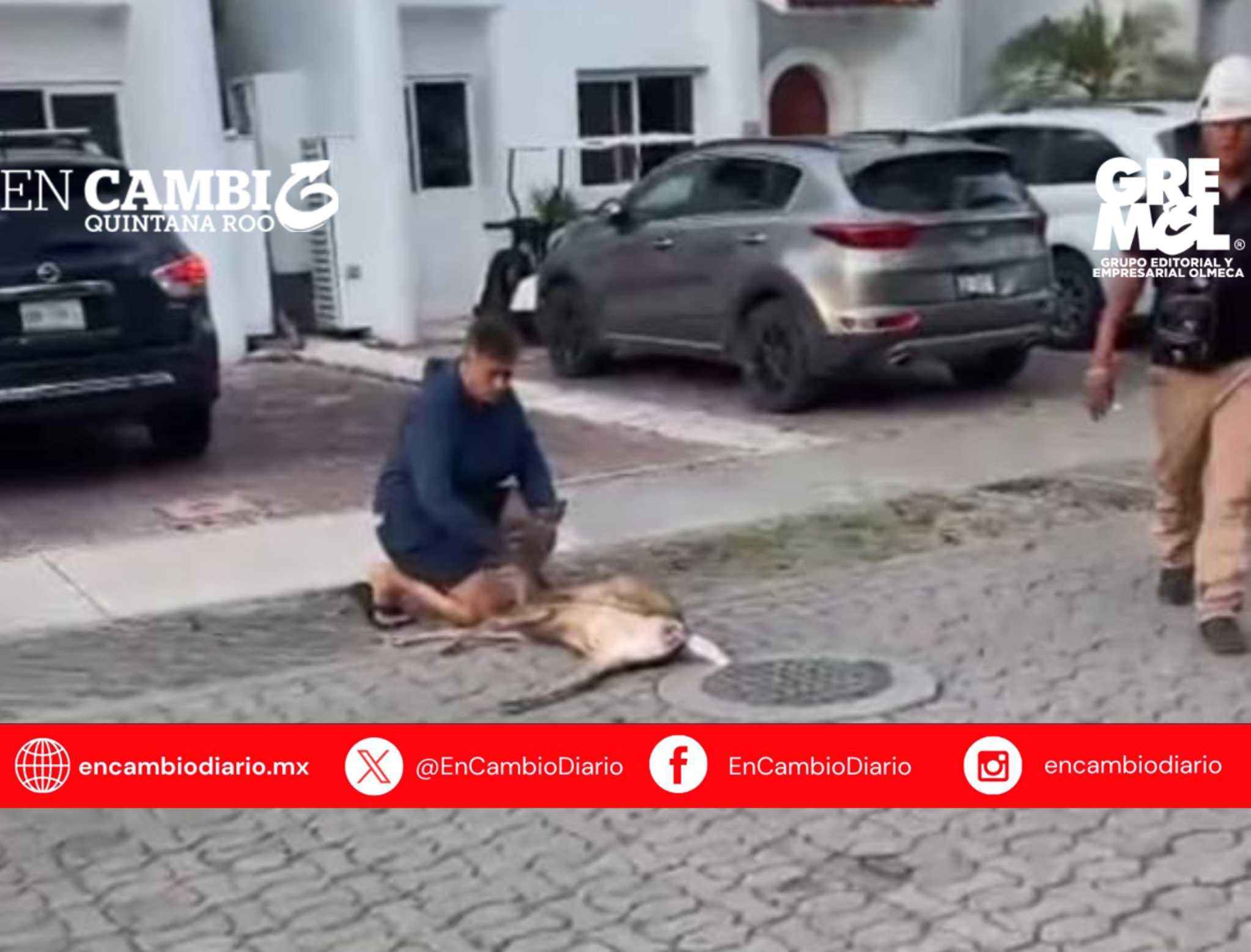 Atropellan a venado en Playacar; vecinos denuncian falta de control ambiental