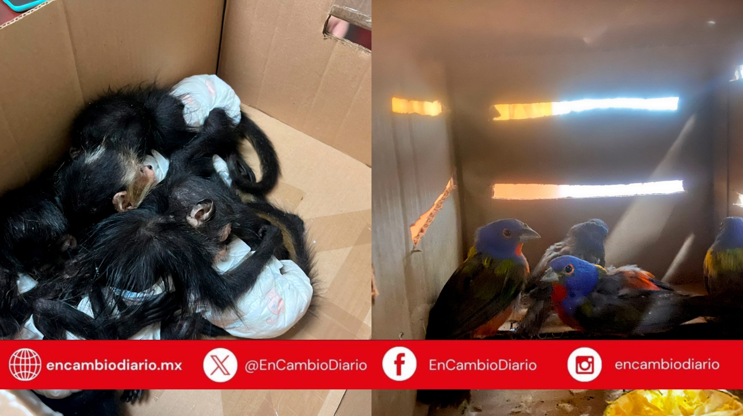 Rescatan monos araña y aves sietecolores transportados ilegalmente en Nuevo León