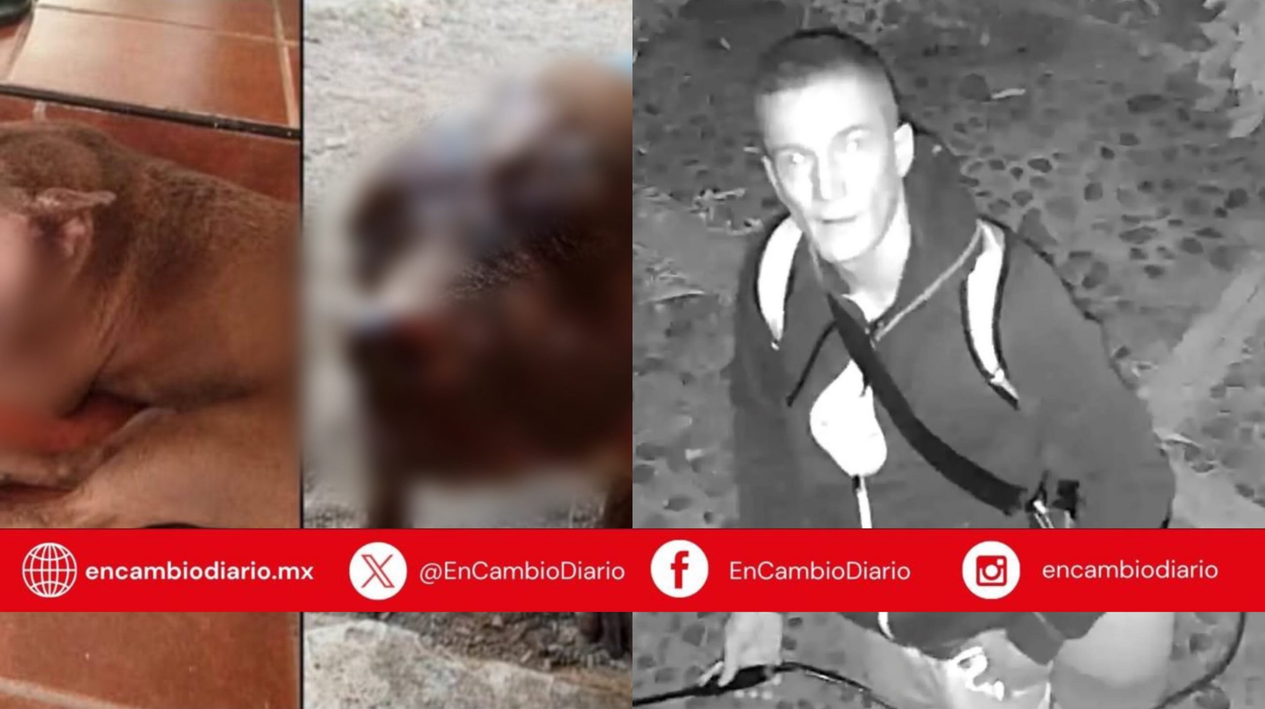 Identifican a hombre que roció ácido a dos perras en Oaxaca; Fiscalía lo busca