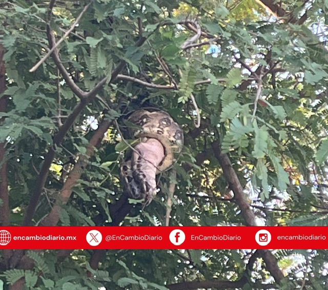Boa constrictora sorprende al capturar cría de cocodrilo en plena vía pública de Campeche