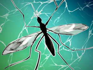 La acumulación de residuos que favorecen la proliferación del mosquito transmisor.