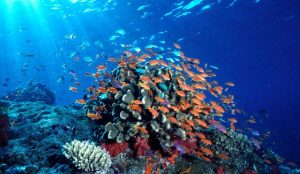 La amplia población costera hace primordial preservar sistemas marinos funcionales