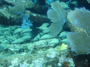 El Tratado sobre Biodiversidad Marina en el Senado refleja el compromiso global de México con sus aguas.