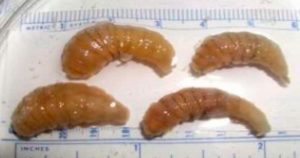 Las larvas se alimentan de tejido vivo causando miasis