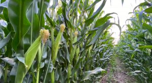 Sinaloa es uno de los principales estados productores de maiz en México