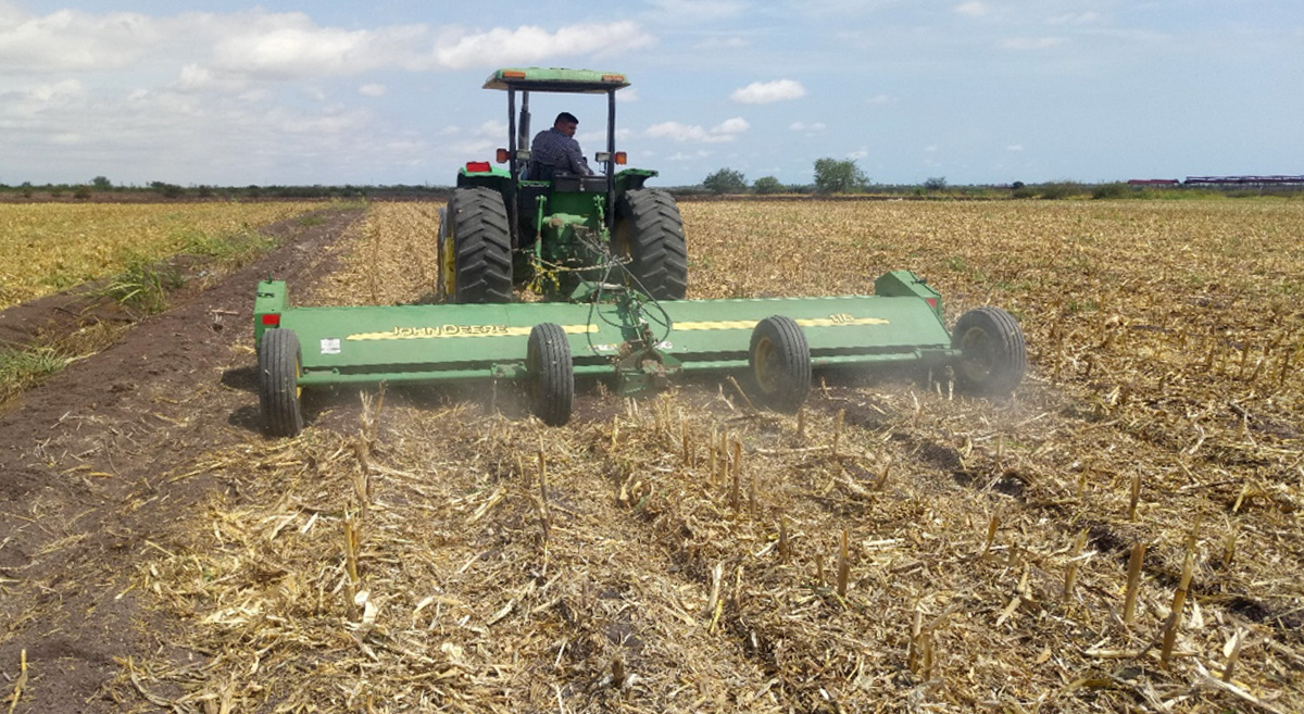Cae producción de maíz en Sinaloa: agricultores preocupados