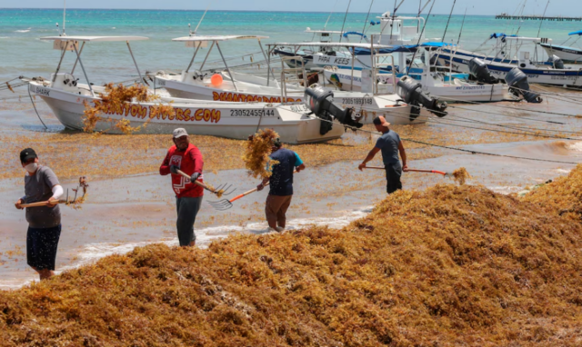 Sargazo en la Riviera Maya impacta al sector turístico quintanarroense.