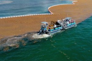 El sargazo amenaza anual en el Caribe es un problema que afecta a toda la región.