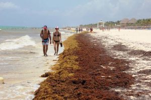 La crisis del sargazo no es una anomalía pasajera, es un síntoma de un desequilibrio ecológico mayor