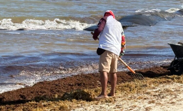 Sargazo: Amenaza Anual en el Caribe: ¿Estamos Preparados?