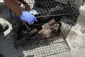 Páginas que simulan “rescate” o “adopción” siguen lucrando con la venta de animales