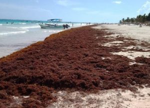 El sargazo no solo altera la estética de las playas, sino que también tiene consecuencias ecológicas significativas
