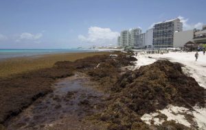 El Consejo Hotelero del Caribe Mexicano demanda Soluciones federales precisas contra el sargazo