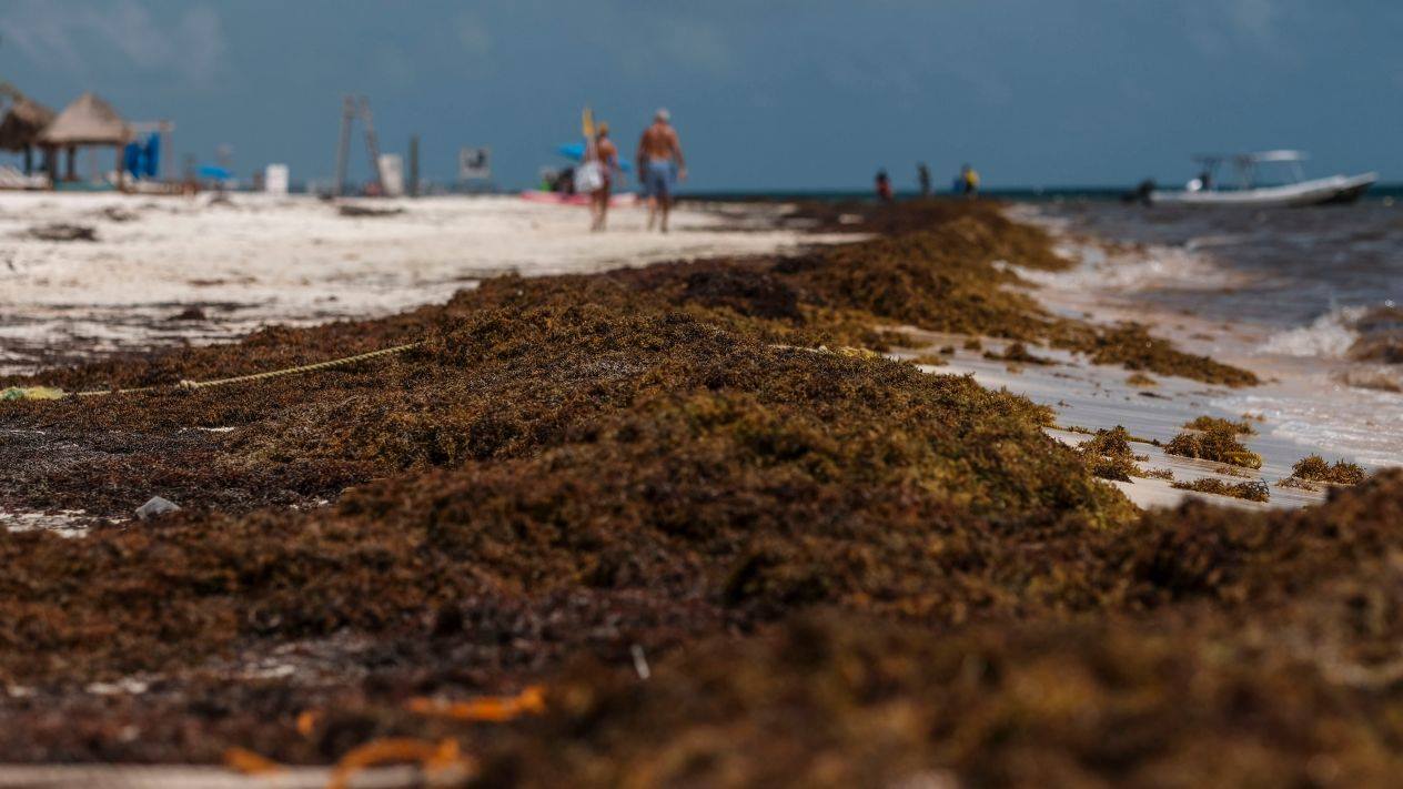 ¡Quiten el sargazo!: Un llamado urgente desde el Caribe Mexicano