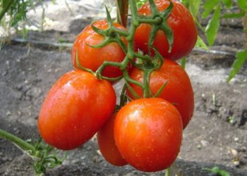 Secretarías en desacuerdo con arancel al tomate: Economía y Agricultura consideran injusta la medida