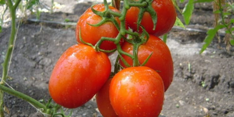 Secretarías en desacuerdo con arancel al tomate: Economía y Agricultura consideran injusta la medida