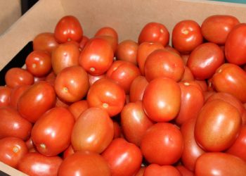 Estados Unidos pone aranceles a tomate mexicano
