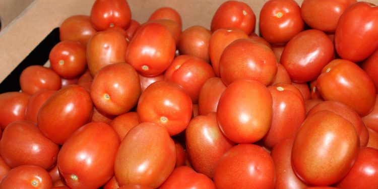Estados Unidos pone aranceles a tomate mexicano
