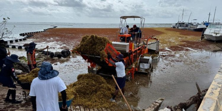 Acusa gobierno de Quintana Roo campañas falsas sobre el sargazo