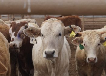 Se reanuda la exportación de ganado a EU: ¡México vuelve al ruedo comercial!