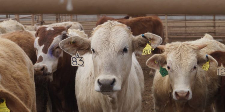 Se reanuda la exportación de ganado a EU: ¡México vuelve al ruedo comercial!