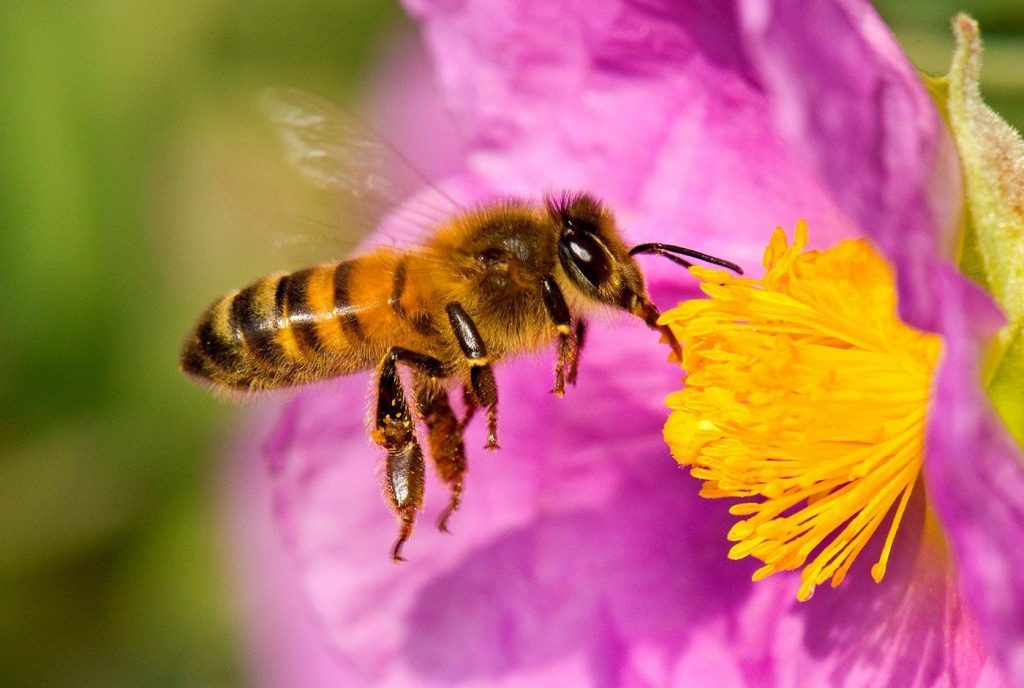 plaguicidas matan abejas en Quintana Roo