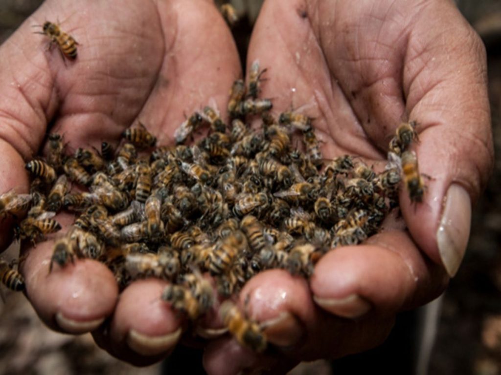 plaguicidas matan abejas en Quintana Roo
