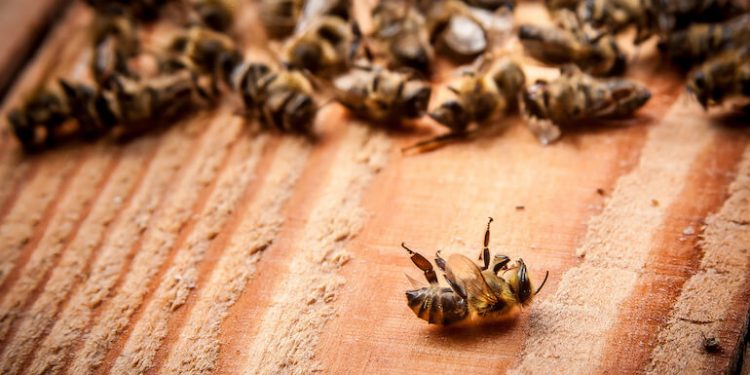 plaguicidas matan abejas en Quintana Roo