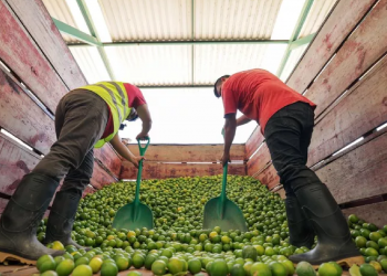 Área de oportunidad en Texas para empresarios de Quintana Roo