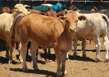 EU cierra frontera al ganado mexicano: alerta sanitaria en Veracruz