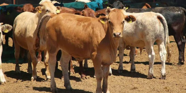 EU cierra frontera al ganado mexicano: alerta sanitaria en Veracruz