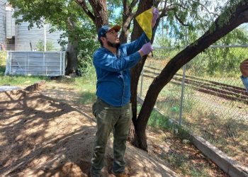 Sader coloca 900 trampas para gusano barrenador: ¡Alerta ganadera!