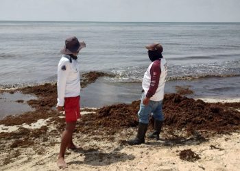 Cierran playas en Playa del Carmen por tiburón