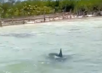 Presencia de tiburones toro en la Laguna Nichupté: ¡Impactante avistamiento en Cancún!
