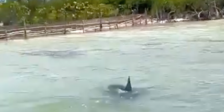 Presencia de tiburones toro en la Laguna Nichupté: ¡Impactante avistamiento en Cancún!