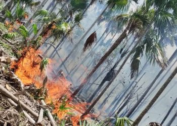 Incendio en Holbox ha devastado 150 hectáreas de vegetación arbustiva