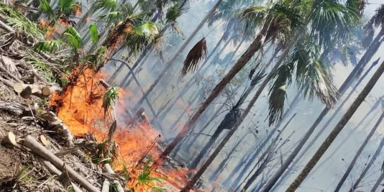 Incendio en Holbox ha devastado 150 hectáreas de vegetación arbustiva