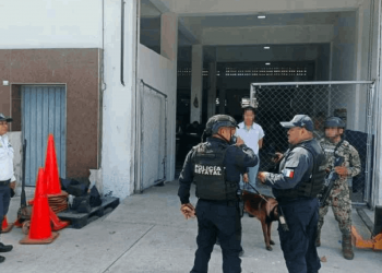 Caninos detectan droga en empresa de paquetería de Chetumal: así fue el hallazgo