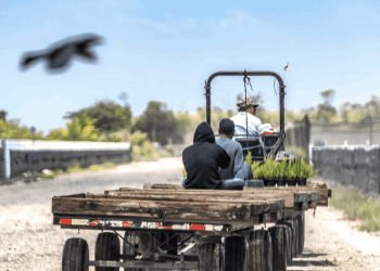 Los trabajadores migrantes expulsados son difíciles de reemplazar: reconoce Trump